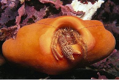 又要鸽了 《空洞骑士：丝绸之歌》目前仍在开发中